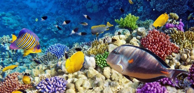 Самые красивые коралловые рифы Египта.