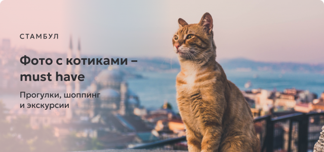 Фото с котиками – must have в Стамбуле